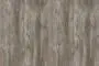 R4531_Ponderosa Pine