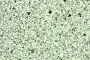 801 FS02 Light Quarc